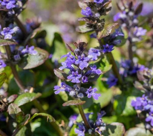 Ajuga reptans 'Simon's Type' 9*9 - Barnásvörös indás infű