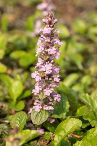 Ajuga reptans 'Rosea' 11*11 -Rózsaszín virágú indás infű