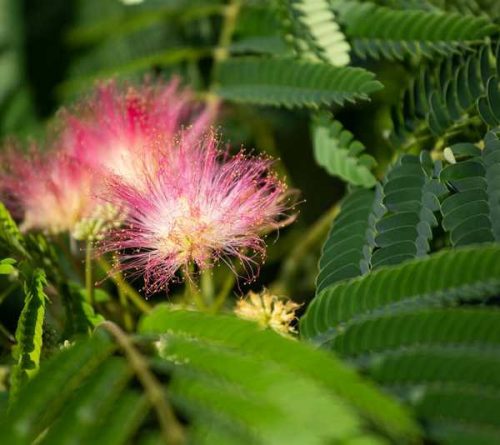 Albizia julibrissim - Selyemakác
