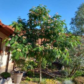 Albizia julibrissin 16/18 visszavágott/ selyemakác