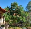 Albizia julibrissin 18/20