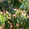 Albizia julibrissin 18/20