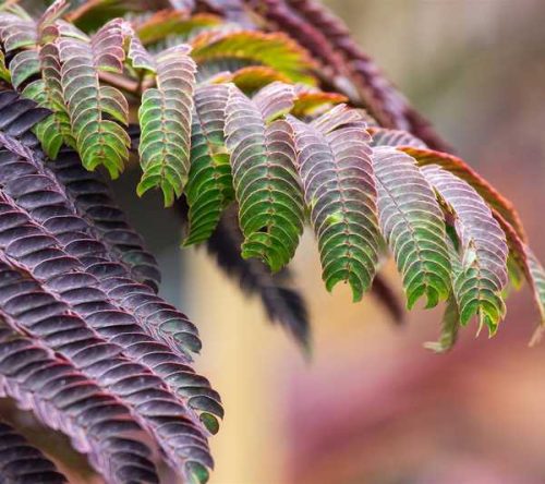 Albizia julibrissin Chocolate Fountain 40-60 C5 - Bordó levelű selyemakác