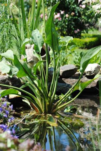 Alisma plantago-aquatica 15 cm /Vízi hídőr