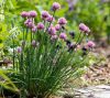 Allium schoenoprasum 9*9 /Metélőhagyma