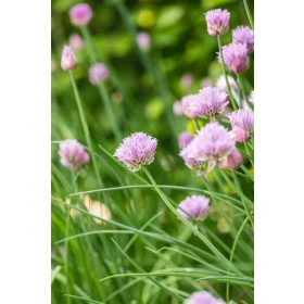 Allium senescens - Halványrózsaszín hegyi hagyma