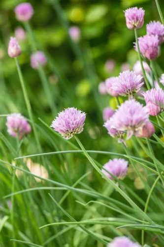 Allium senescens - Halványrózsaszín hegyi hagyma