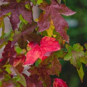 Liquidambar - Ámbrafa  kicsi