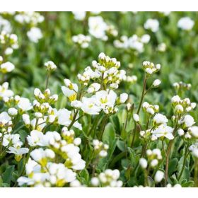 Arabis procurrens Neuschnee 9*9 - Fehér indás ikravirág