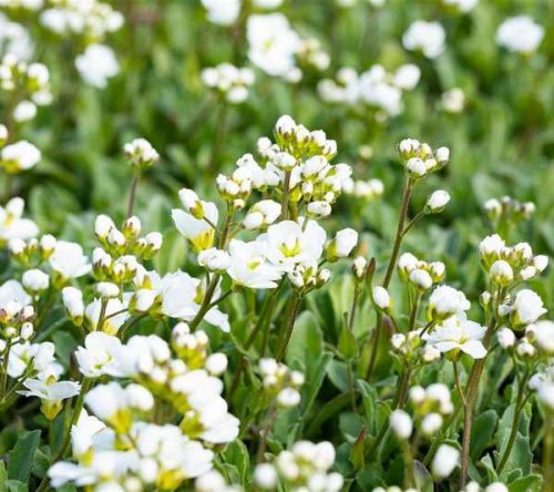 Arabis procurrens 'Neuschnee' 9*9 - Fehér indás ikravirág