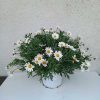 Argyranthemum frutescens -Cserjés margaréta bokor 18 átm.
