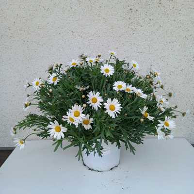 Argyranthemum frutescens -Cserjés margaréta bokor 18 átm.