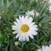 Argyranthemum frutescens -Cserjés margaréta bokor 18 átm.