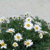 Argyranthemum frutescens -Cserjés margaréta bokor 18 átm.