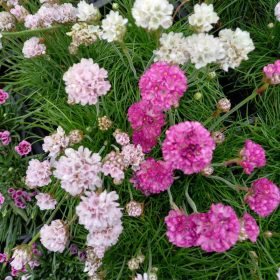 Armeria mix12 cs - Tengerparti pázsitszegfű