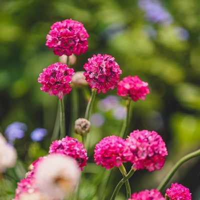 Armeria mix12 cs - Tengerparti pázsitszegfű