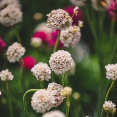 Armeria mix12 cs - Tengerparti pázsitszegfű