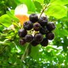 Aronia - Fekete berkenye