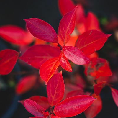 Aronia - Fekete berkenye