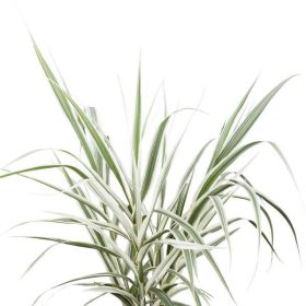  Arundo donax 'Variegata' 3 lit. /Tarkalevelű olsznád