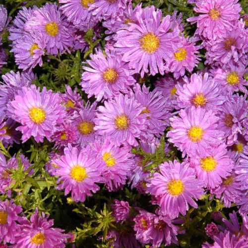 Aster 'Pink Zenith' 15 cm - Őszirózsa