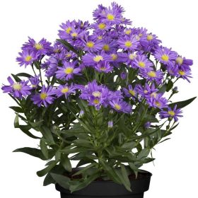   Aster alpinus 'Dark Beauty' 9*9 - Havasi őszirózsa sötétkék virágú