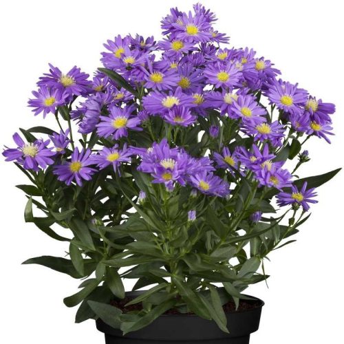 Aster alpinus 'Dark Beauty' 9*9 - Havasi őszirózsa sötétkék virágú