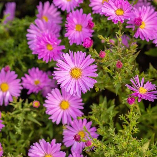 Aster alpinus 'Happy End' 9*9 - Rózsaszín havasi őszirózsa