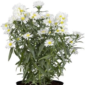 Aster dumosus 'Kristina' 14 cm /Törpe őszirózsa