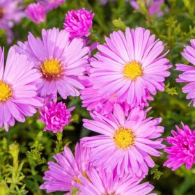   Aster dumosus 'Rosenwichtel' 14 cm /törpe rózsaszín virágú őszirózsa