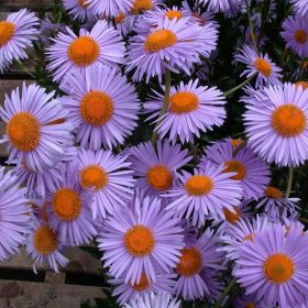   Aster tongolensis 'Naspbury' 11*11 - Korai liláskék őszirózsa