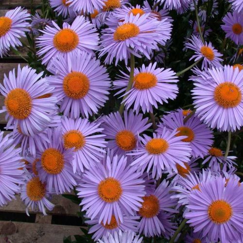 Aster tongolensis 'Naspbury' 11*11 - Korai liláskék őszirózsa