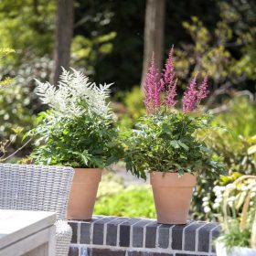 Astilbe - Tollbuga, törpe