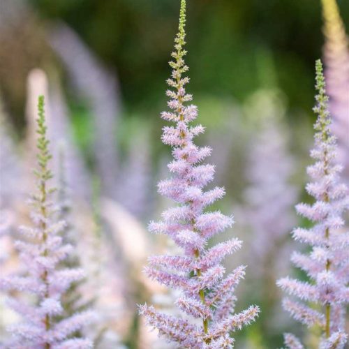 Astilbe chinensis Pumila 14 cm - Tollbuga, lilás rózsszín