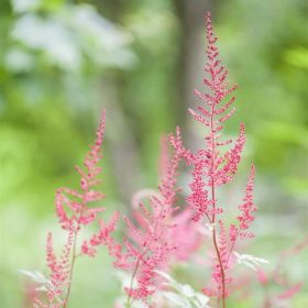   Astilbe x arendsii Flamingo 15 cm - Tollbuga, rózsaszín virágú