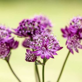 Astrantia major 'Primadonna' 14 cm - Völgycsillag