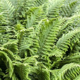   Athyrium filix femina Lady in Red 11*11 - Erdei hölgypáfrány