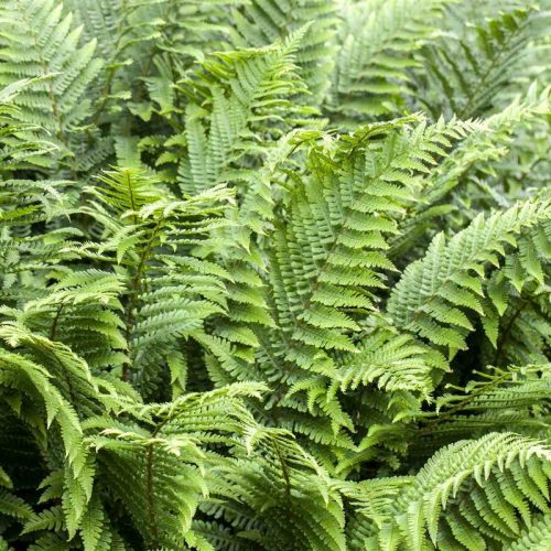 Athyrium filix femina Lady in Red 11*11 - Erdei hölgypáfrány