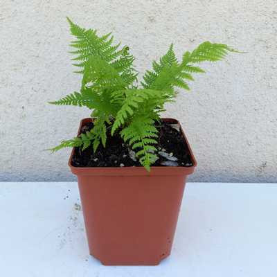Athyrium filix femina Lady in Red 11*11 - Erdei hölgypáfrány