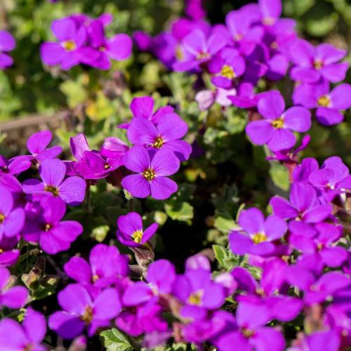 Aubrieta cultorum 'Drayton' 9*9 /Lila pázsitviola