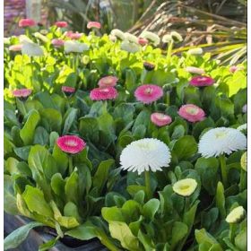 Bellis - Százszorszép 9 cs