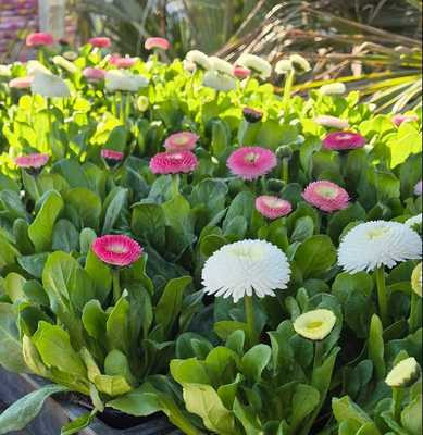 Bellis - Százszorszép 9 cs