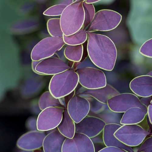 Berberis 'Golden ring- borbolya