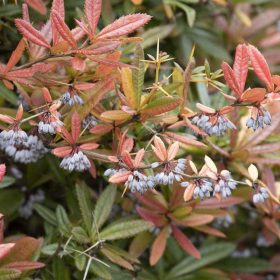 Berberis julianae /Júlia borbolya