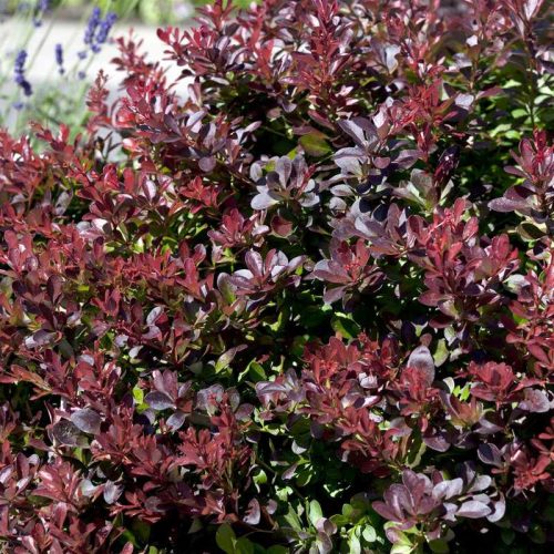 Berberis thunbergii 'Atropurpurea Nana' - Törpe japán borbolya kont 2,0L