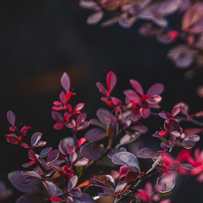 Berberis thunbergii atropurpurea nana K2,0L - Törpe vérborbolya