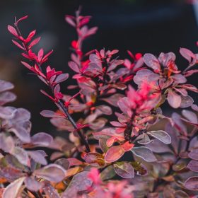 Berberis thunbergii Atropurpurea - Japán vérborbolya