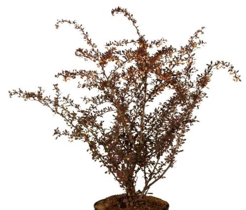 Berberis thunbergii 'Atropurpurea' - Japán vérborbolya