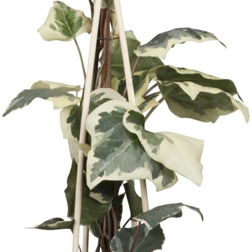 Hedera canariensis 'Glorie di Marengo'- Tarka levelű borostyán