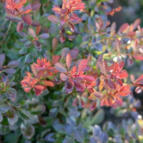 Berberis thunbergii 'Bagatelle' /Törpe-gömb-bordó levelű japán borbolya